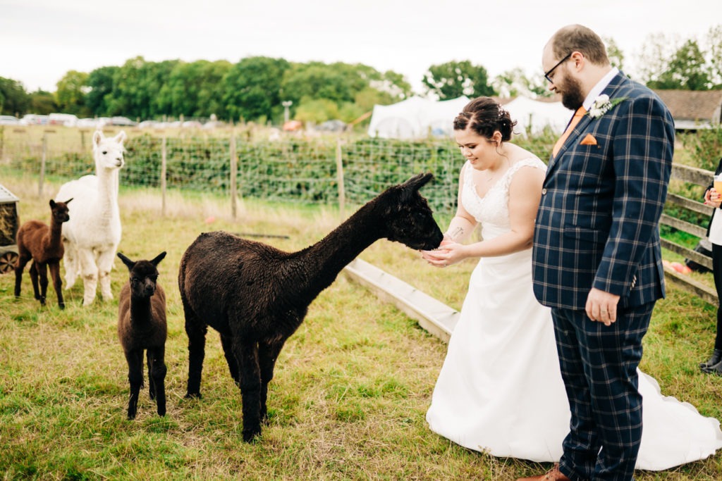 bride and groom feeding alpacas at Valley Veiw Alapaca Farm
