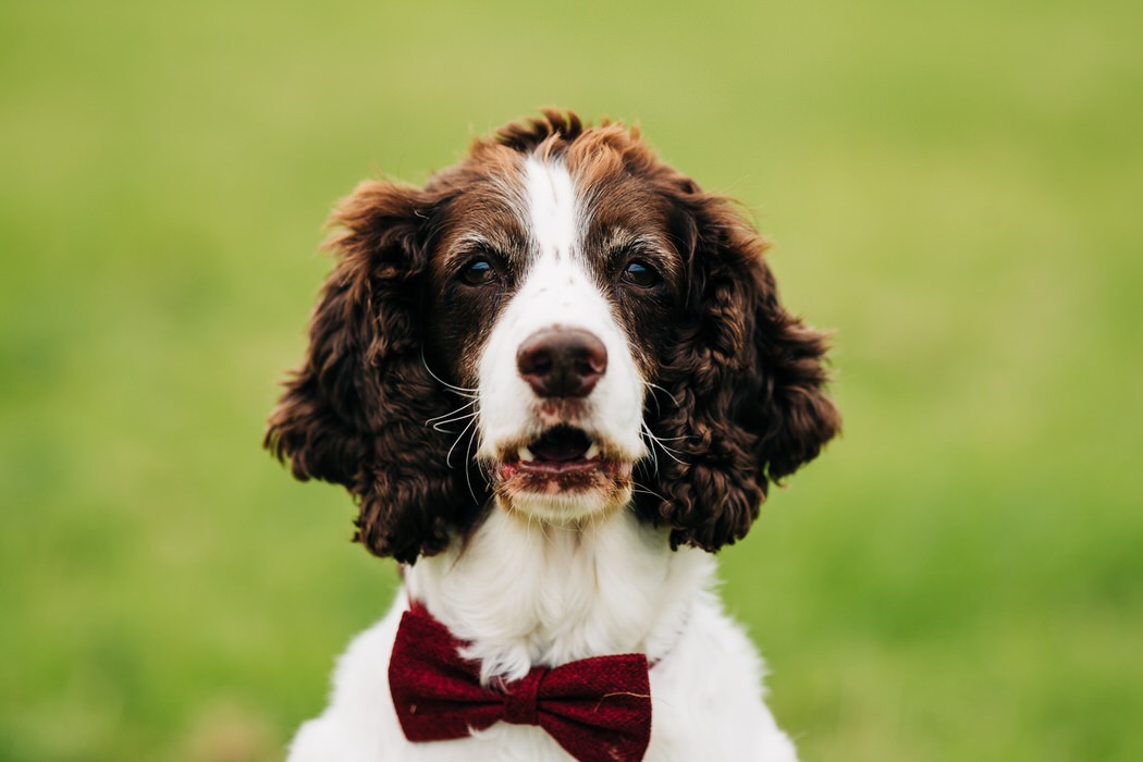 wedding dog portrait